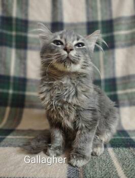Gallagher -  Domestic Long Hair Cat for Adoption in Wyandotte, Michigan - Gallagher | PetCurious