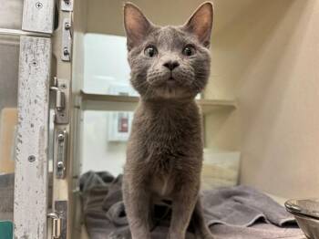 Domestic Short Hair Cats Available for Adoption - MUFFINS | PetCurious