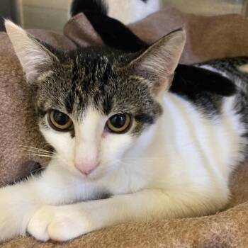 Jazz -  Domestic Short Hair Cat for Adoption in Kankakee, Illinois - Jazz | PetCurious