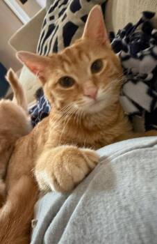 Crush -  Domestic Short Hair Cat for Adoption in Omaha, Nebraska - Crush | PetCurious