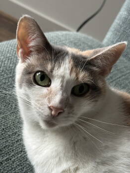 Rescue Domestic Short Hair Cats for Adoption in Herndon, Virginia - Gypsy | PetCurious