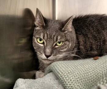 Tigger -  Domestic Short Hair Cat for Adoption - Tigger | PetCurious