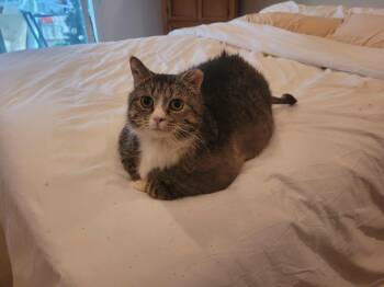 Rescue Domestic Short Hair Cats for Adoption in North Myrtle Beach, South Carolina - Meeka | PetCurious