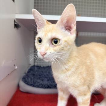 Rescue Domestic Short Hair Cats for Adoption in Honolulu, Hawaii - Penny Lane | PetCurious