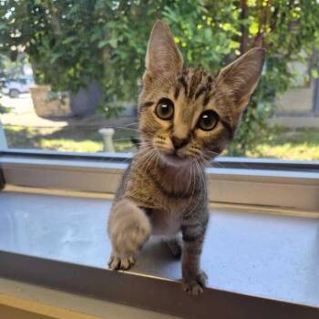 Slugzilla -  Domestic Short Hair Cat for Adoption in Davenport, Iowa - Slugzilla | PetCurious