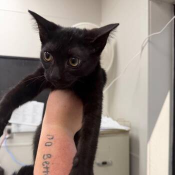 Binx -  Domestic Short Hair Cat for Adoption in Columbiana, Alabama - Binx | PetCurious