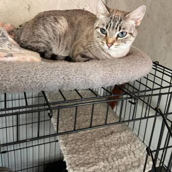 Domestic Short Hair and Siamese Cats Available for Adoption in Blanchard, Oklahoma - Princess Kate | PetCurious