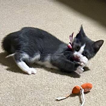 Gracie -  Domestic Short Hair Cat for Adoption in Cumming, Georgia - Gracie | PetCurious