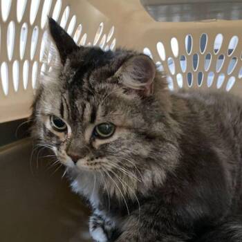 Putters -  Domestic Medium Hair Cat for Adoption in Lake Havasu City, Arizona - Putters | PetCurious