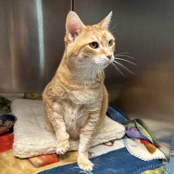 Angel -  Domestic Short Hair Cat for Adoption in Oak Ridge, Tennessee - Angel | PetCurious
