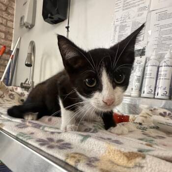 Journey -  Domestic Short Hair Cat for Adoption in Lakeland, Florida - Journey | PetCurious
