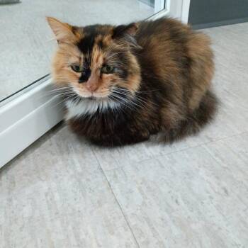 Arlene -  Domestic Long Hair Cat for Adoption in Muncie, Indiana - Arlene | PetCurious