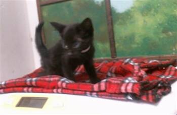 BULBASUAR -  Domestic Short Hair Cat for Adoption in Houston, Texas - BULBASUAR | PetCurious