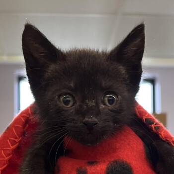 Jenny -  Domestic Short Hair Cat for Adoption in West Palm Beach, Florida - Jenny | PetCurious
