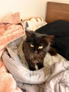 Domestic Long Hair Cats Available for Adoption - Selkie | PetCurious