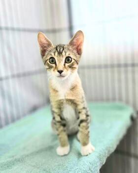 Ace -  Domestic Short Hair Cat for Adoption in Novato, California - Ace | PetCurious
