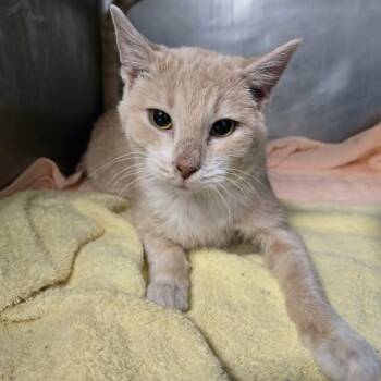 Domestic Short Hair Cats Available for Adoption - Finnick | PetCurious