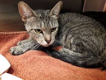 Rescue Domestic Short Hair Cats for Adoption in Atlanta, Georgia - BigCat2 | PetCurious