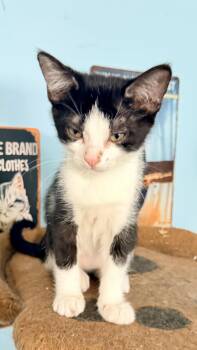 PURRPHUME -  Tuxedo and Domestic Medium Hair Cat for Adoption - PURRPHUME | PetCurious