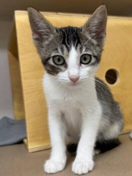 Edith -  Domestic Short Hair Cat for Adoption in Bellevue, Washington - Edith | PetCurious