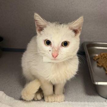 Otho -  Domestic Short Hair Cat for Adoption in Birmingham, Alabama - Otho | PetCurious