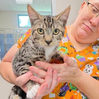 Sarabi -  Domestic Short Hair Cat for Adoption in Englewood, Florida - Sarabi | PetCurious