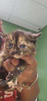 Hut -  Domestic Short Hair Cat for Adoption in Kansas City, Missouri - Hut | PetCurious