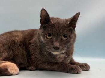 Filma -  Domestic Short Hair Cat for Adoption in Golden Valley, Minnesota - Filma | PetCurious