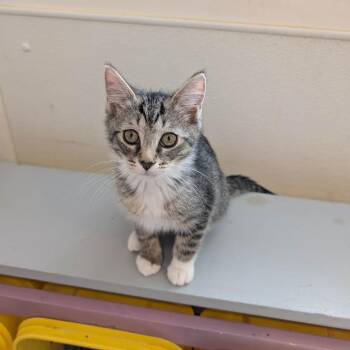 C26-040 Omlet -  Domestic Short Hair Cat for Adoption - C26-040 Omlet | PetCurious