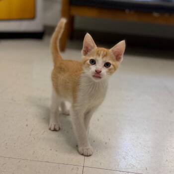 Domestic Short Hair Cats Available for Adoption in Marshall, Virginia - Hobbs | PetCurious