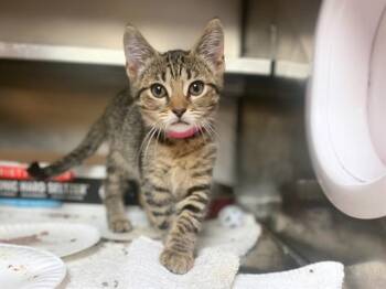 LIV -  Domestic Short Hair Cat for Adoption in Fort Wayne, Indiana - LIV | PetCurious