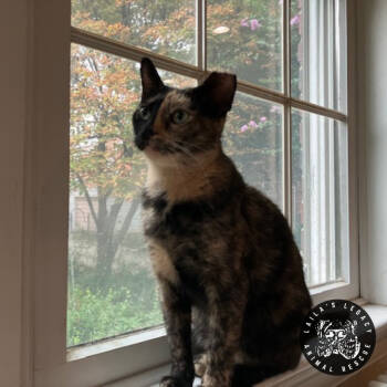 Rescue Domestic Short Hair Cats for Adoption in Washington, District Of Columbia - Cece | PetCurious