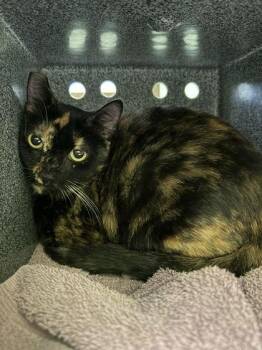 Lady bug -  Domestic Short Hair Cat for Adoption in Daytona Beach, Florida - Lady Bug | PetCurious