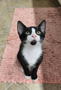 Rescue Domestic Short Hair Cats for Adoption in Dallas, Texas - Chicory 2059 | PetCurious