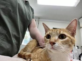 Sweetness -  Domestic Short Hair Cat for Adoption in Athens, Georgia - Sweetness | PetCurious