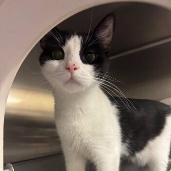 Karen -  Domestic Short Hair Cat for Adoption in York, Pennsylvania - Karen | PetCurious