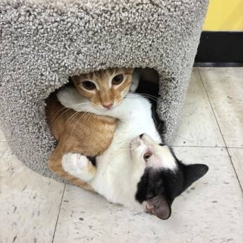 Spock -  Domestic Short Hair Cat for Adoption in Crowley, Texas - Spock | PetCurious