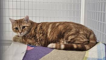 Domestic Short Hair Cats Available for Adoption in Claremont, New Hampshire - Gere | PetCurious