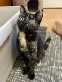 Rescue Domestic Short Hair Cats for Adoption in Folsom, California - April | PetCurious