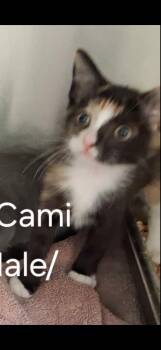 Cami -  Domestic Short Hair and Calico Cat for Adoption in Gainesville, Virginia - Cami | PetCurious