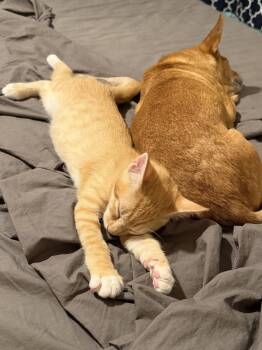 Ross ( EE) -  Tabby Cat for Adoption in Vacaville, California - Ross ( EE) | PetCurious