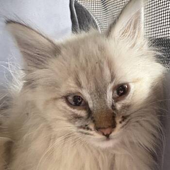 Melman (Mel) -  Domestic Long Hair Cat for Adoption in Grantsville, Utah - Melman (Mel) | PetCurious