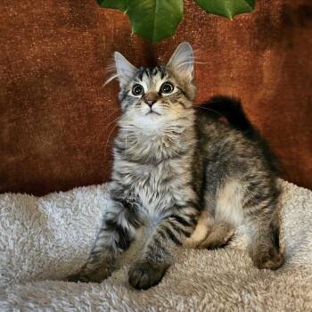 Rescue Domestic Medium Hair Cats for Adoption in Evansville, Indiana - Hermione Granger | PetCurious