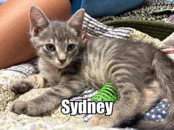 Sydney -  Domestic Medium Hair Cat for Adoption in Oak Bluffs, Massachusetts - Sydney | PetCurious