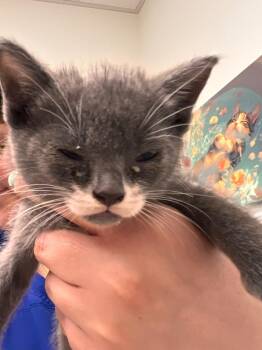 Slytherin -  Domestic Short Hair Cat Available for Adoption in Fort Myers, Florida - Slytherin | PetCurious
