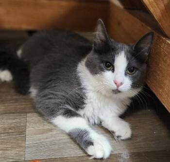 Kitten 28049 (Annie) -  Domestic Medium Hair Cat for Adoption in Parlier, California - Kitten 28049 (Annie) | PetCurious