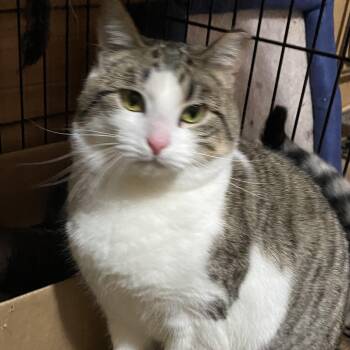 Domestic Short Hair Cats Available for Adoption - Storm | PetCurious