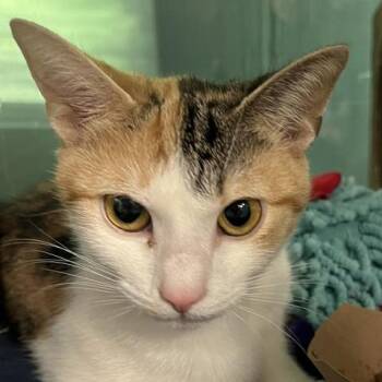 Marlowe C -  Domestic Short Hair Cat for Adoption in Baltimore, Maryland - Marlowe C | PetCurious