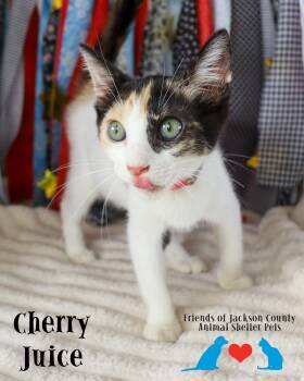 Cherry Juice -  Calico and Domestic Short Hair Cat for Adoption in Ocean Springs, Mississippi - Cherry Juice | PetCurious