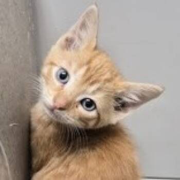 Rescue Domestic Short Hair Cats for Adoption in Wappingers Falls, New York - Gomez Addams | PetCurious